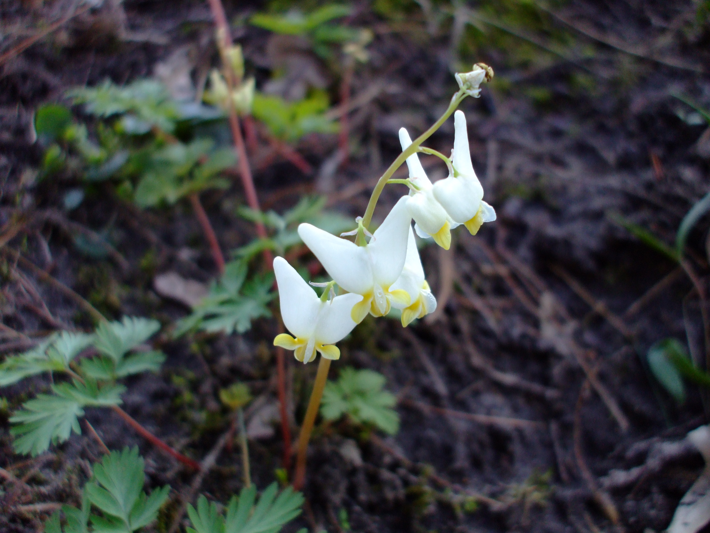 Dicentra cucullaria